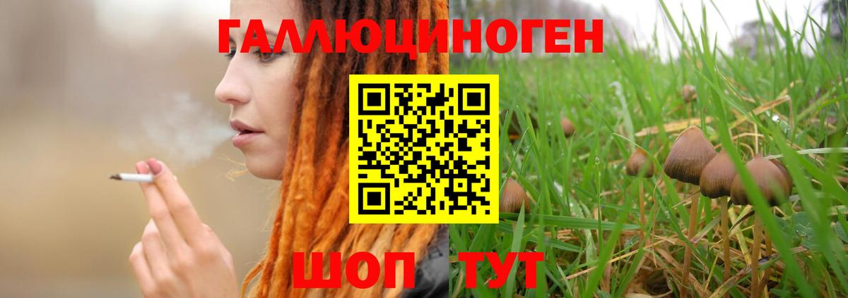 Псилоцибиновые грибы Psilocybe Новомосковск
